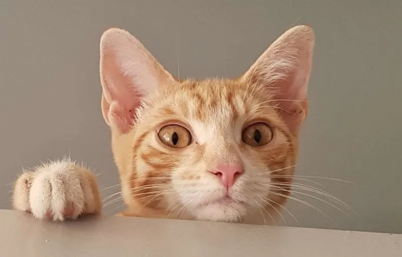 ¿Sabías que algunos animales ven el mundo en amarillo y negro?