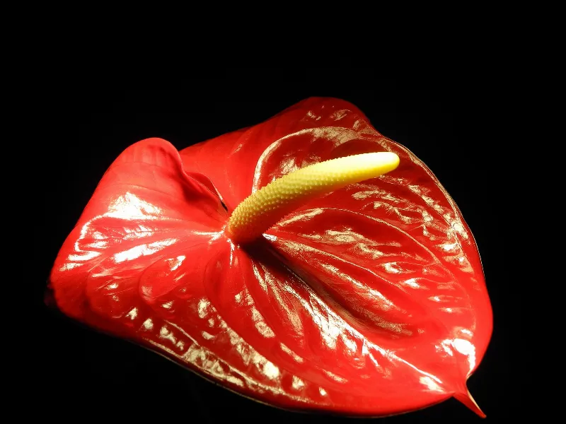 El amarillo en la naturaleza: flores, frutas y animales que lo llevan en su piel