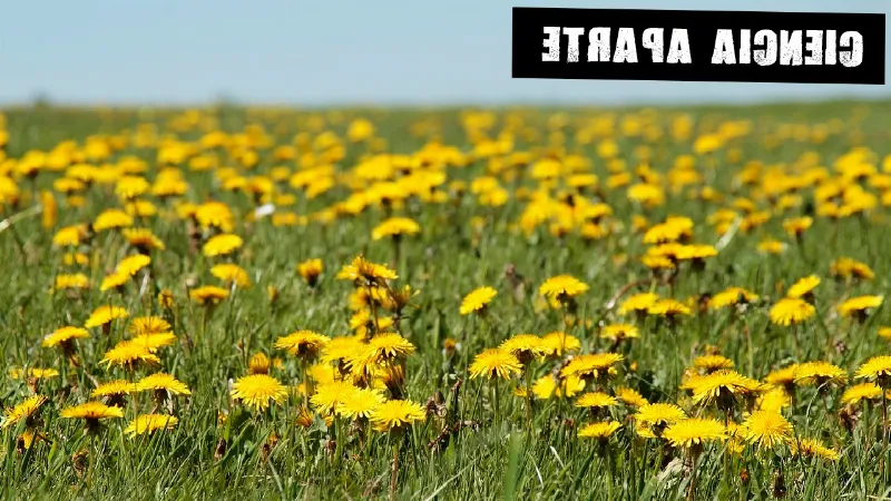 ¿Por qué algunas flores blancas se vuelven amarillas con el tiempo?